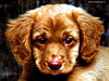 miniatura_Cuccioli21 copia